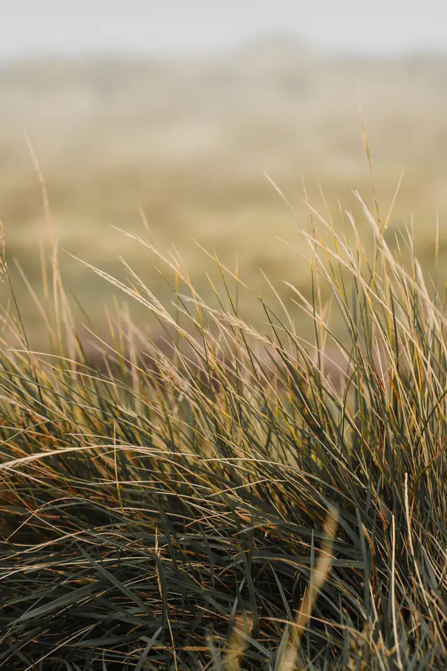 Windswept golden grass in a quiet field at dusk.